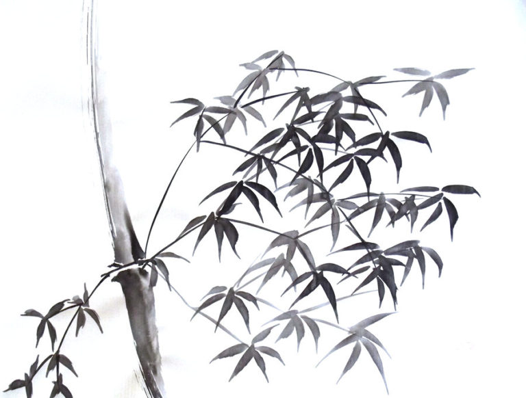 Esquisse d'une plante