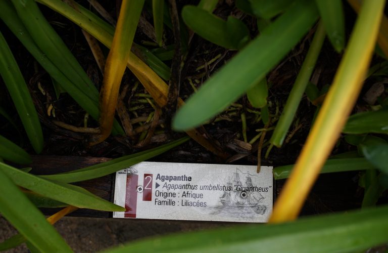 Photo d'une étiquette identifiant une plante origine d'Afrique.